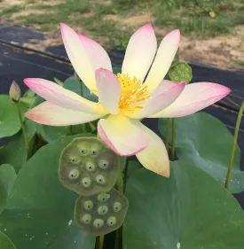 Drunken Concubine - Color Changing Lotus (Bare Root)